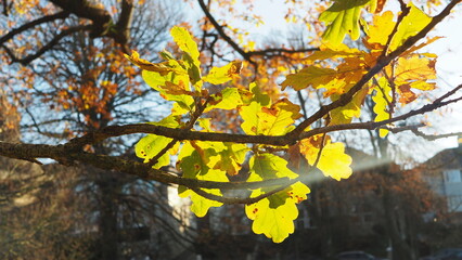 Sunlight breaking through autumn/winter trees, showing beautiful natural colours