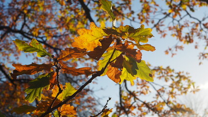 Fototapeta na wymiar Sunlight breaking through autumn/winter trees, showing beautiful natural colours