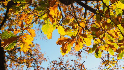 Sunlight breaking through autumn/winter trees, showing beautiful natural colours