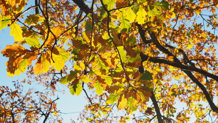 Sunlight breaking through autumn/winter trees, showing beautiful natural colours