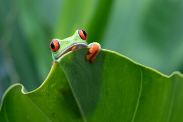 Red-eyed tree frog sitting on green leaves, red-eyed tree frog (Agalychnis callidryas) closeup on leaves