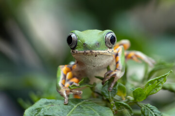 Phyllomedusa hypochondrialis climbing on green leaves