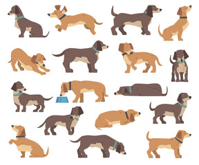 Dachshund Dog Breed with Collar in Different Pose Big Vector Set