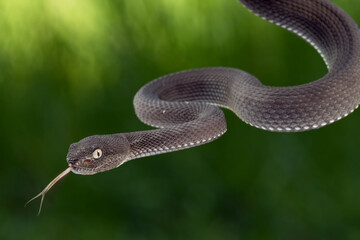 Black mangrove pit Viper closeup on branch