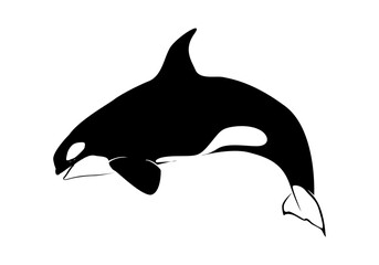 Vector illustration of a whales . dolphin silhouette isolated on white