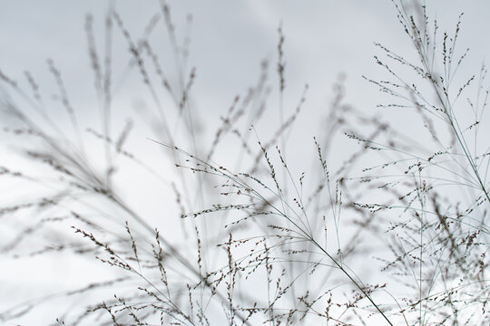 Pampas grass. Reed. Abstract natural background.	
