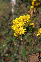 Gewöhnliche Mahonie