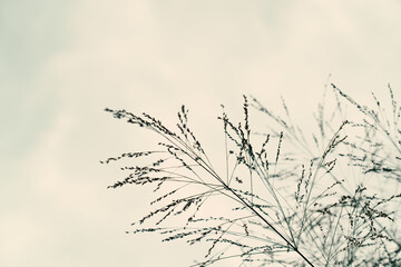 Fototapeta premium Pampas grass. Reed. Abstract natural background. 