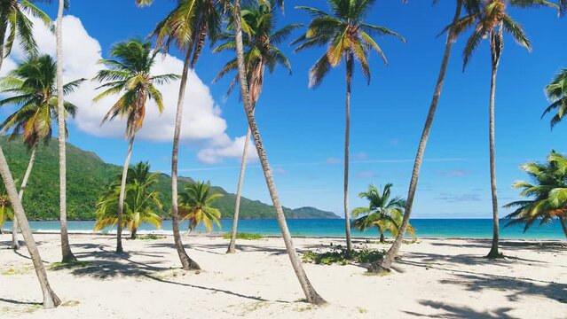 Azure sea with soft waves at a tropical beach with palm trees. Green palms on white sand against a blue sky. Sunny day on the sea coast. Travel tropical paradise. Tall palm trees on a wild beach.
