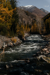 mountain river in the forest