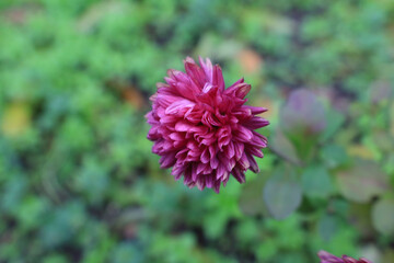 Fototapeta premium close up of a pink dahlia