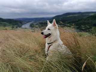 Eine Hundedame Hündin in der Natur