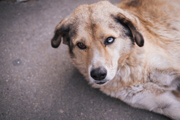 Homeless abandoned stray dog with very sad smart eyes
