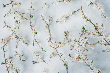 White fruit flowers on gray background. Flat lay, top view. Spring time background.