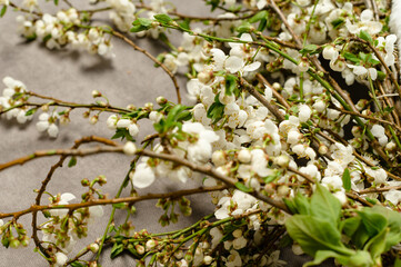 White hawthorn blossom on twigs, place for copy space and inscription.