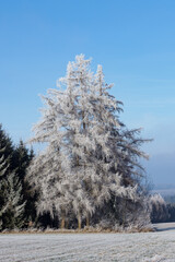 Winter landscape with frozen trees and blue sky