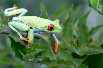 Red-eyed tree frog sitting on green leaves