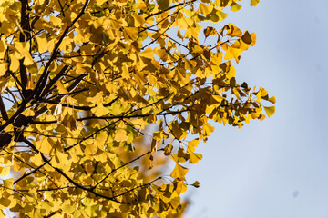 yellow autumn leaves in a park in Tokyo
