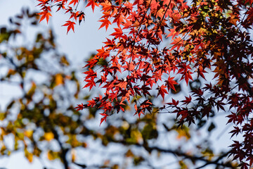 red autumn leaves in a park in Tokyo