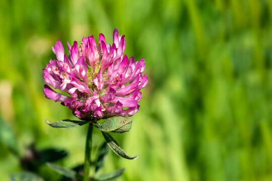 Red clover (Trifolium pratense) a summer autumn wildflower plant with a purple summertime flower commonly known as trefoil which is also a garden weed, stock photo image with copy space