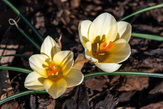 Crocus chrysanthus 'Cream Beauty' a winter spring flowering plant with a yellow springtime flower,  stock photo image