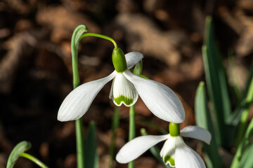 Fototapeta premium Snowdrop (Galanthus) 'Galatea' a winter spring flowering plant with a white green springtime flower which opens in January and February, stock photo image