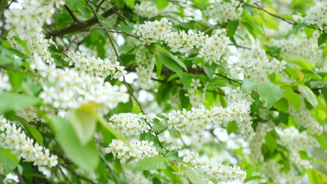Bird-cherry tree in full bloom. Bird cherry flowers close up on blurred green background. Flowering Prunus Avium Tree with White Little Blossoms. View of a blooming in Spring. Copy space for text.