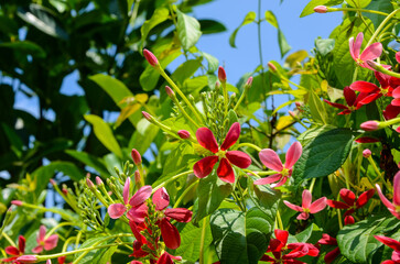 Combretum indicum Rangoon Creeper