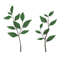Natural branches, greenery, leaves. Hand drawn vector illustration