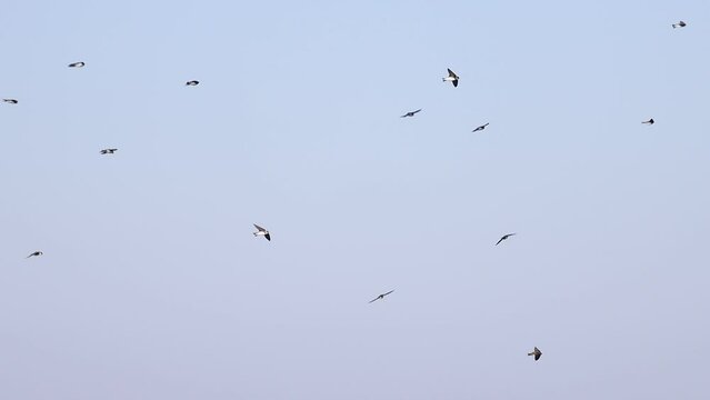flock of swallows flies across the sky slow motion