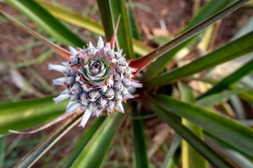 Naklejka na ściany i meble Top view of Pineapple plant and fruit growing in the field with green leaves
