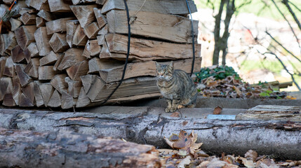 cat next to some wooden logs