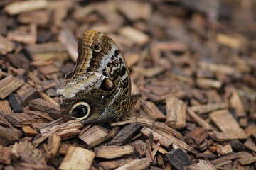 Tropical butterfly among woods 