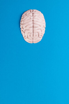 Vertical, overhead composition of white brain on blue background with copy space