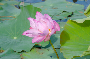 pink lotus and leaves with blurred background