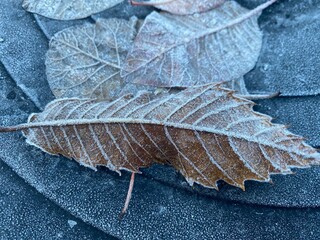 leaf on the ground