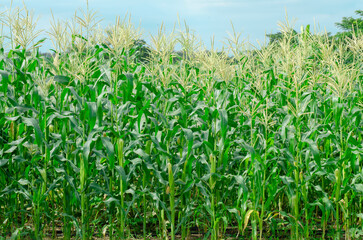 corn and flowers which is in the fam