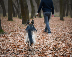 a man with a dog German Shepherd are walking in the park in autumn