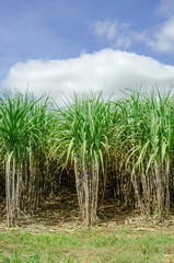 sugar cane field, sugarcane in the field growing