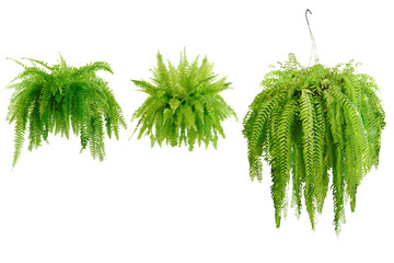 Collection set of Boston fern (Nephrolepis exaltata Bostoniensis) growing in rattan pot. Beautiful fresh green Common sword fern in a wicker basket for home decoration, isolated on white background - obrazy, fototapety, plakaty