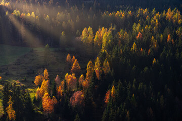 Sun rays at sunrise in a forest during autumn in austrian alps. Pine trees with warm colors