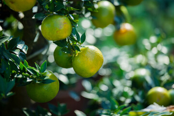 Chinese, Chinese New Year, favorite, fruit, orange, orange tree, auspicious