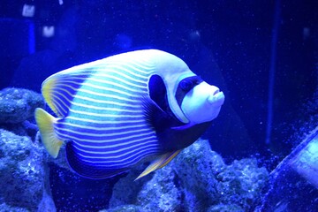 Naklejka na ściany i meble Marine angelfish are perciform fish of the family Pomacanthidae. They are found on shallow reefs in the tropical Atlantic, Indian, and mostly western Pacific Oceans. It is Pomacanthus xanthometopon.