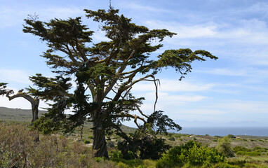 Fototapeta na wymiar Trees in coastal heathland on Cape Peninsula, South Africa