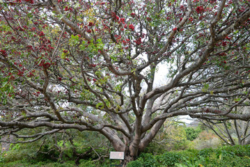 Weeping Boer Bean [Schotia brachypetala] in Kirstenbosch National Botanical Garden, Cape Town,...