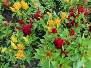 red and yellow lush inflorescences of decorative flowers among sharp leaves of greenery, natural background with blooming bright garden flowers among juicy foliage