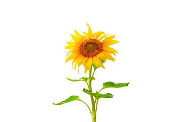 Sunflower isolated on white.