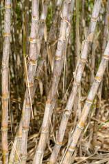 close up of sugar cane in sugarcane plantation