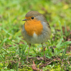 Rouge-gorge familier