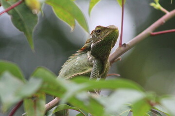 lizard on a branch
